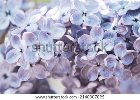 Blooming lilac in soft processing, toned. Lilac background, texture