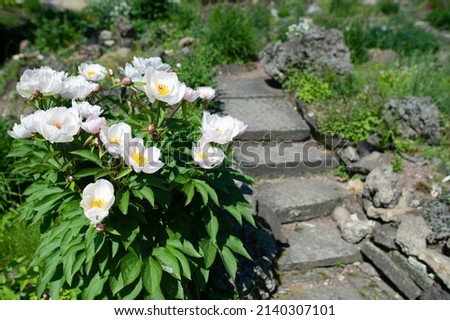 White peony under natural conditions. Artistic processing. Summer background. Flower pattern.