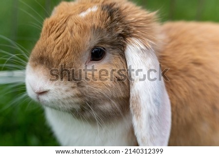 adorable dwarf bunny rabbit looking to camera, fluffy friend of the family, pet photography, portrait, green background, Symbol of new year 2023