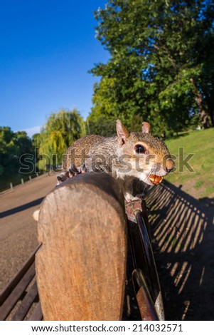 Grey Squirrel close up on a park bench in a park in London