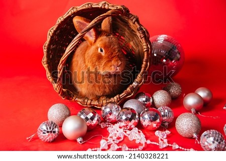 Brown rabbit on a red background in a basket among Christmas tree silver balls. New Year holiday. Studio photo of a red hare with a disco ball. Symbol of the year