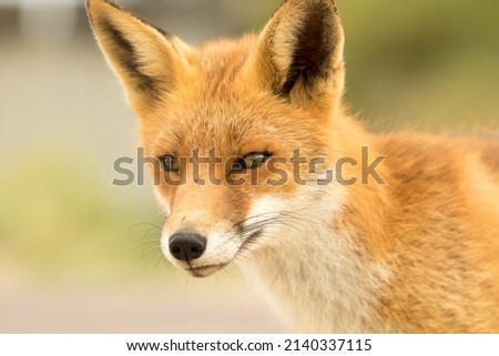 Cute Red Fox Face Close Up in A Soft Natural Background