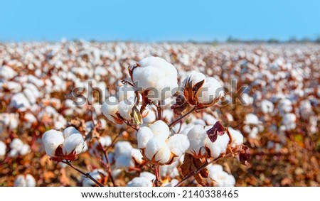 Cotton fields ready for harvesting  Royalty-Free Stock Photo #2140338465