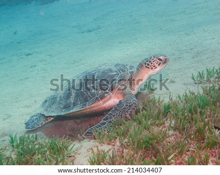 Female green sea turtle (Chelonia mydas) feeding on seagrass