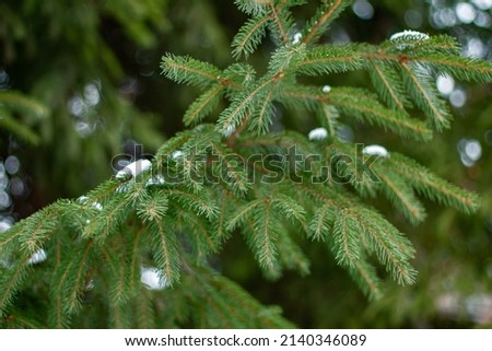 Beautiful winter backdrop. Nice green fir branches with shallow depth of field, Close- up. Wonderful background for your text. Christmas decoration. Vintage, selective focus