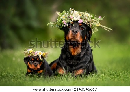 rottweiler dog and puppy posing in flower crowns for midsummer Royalty-Free Stock Photo #2140346669