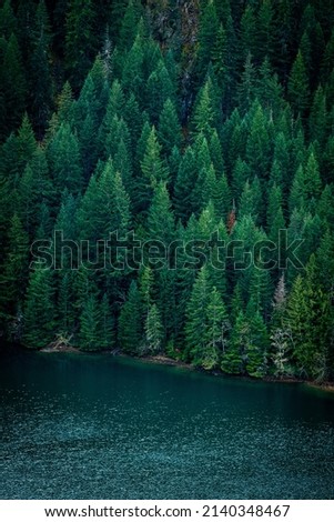 Forrest of green pine trees on mountainside with rain, Cascade national park,WA, USA