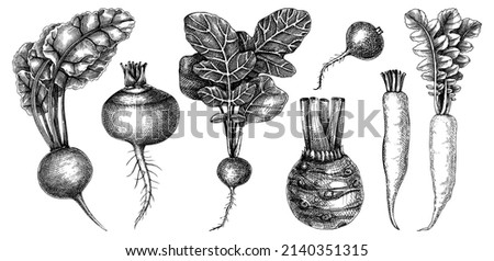Fresh root vegetable collection. Root plants sketch set. Garden vegetable vector drawings. Hand-sketched beet, radish, daikon, celery, turnip illustration. For menu, recipe, packaging design Royalty-Free Stock Photo #2140351315