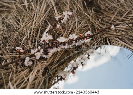 Beautiful spring background. Apricot blossom branch and round shaped mirror with sky reflection on dry grass in the garden in sunlight.
