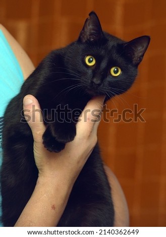 black cat with yellow eyes in arms close up