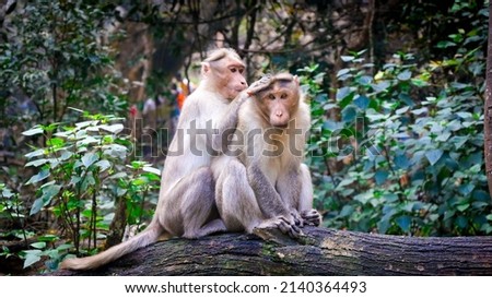 A Monkey Family Taking Care of Each Other, Kodaikanal, Tamil Nadu, India Royalty-Free Stock Photo #2140364493