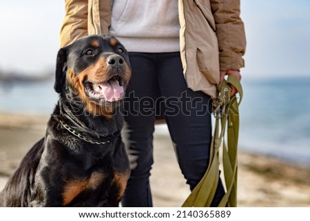 A large beautiful faithful dog of the Rottweiler breed sits near its owner in a beige warm jacket, on a sandy beach against the backdrop of a blue stormy sea