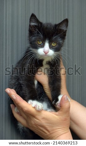 black kitten with white cute adorable little kitten