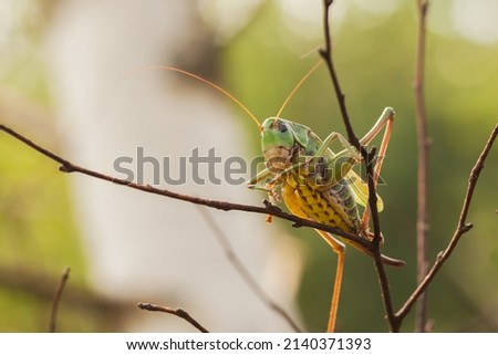 Female Decticus verrucivorus grasshopper sitting on  branch in  forest,  insects and plants
