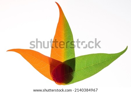 Multi Layered Translucent Orange Green plant Leaves on white backgrounds
