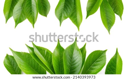 Cherry leaf isolated. CherryÂ leaves on white top view. Green fruit leaves flat lay. Leaf frame. Full depth of field.