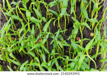 Young seedlings of peppers or tomatoes. Small agriculture plants. Hobby and gardening concept. Preparation for garden season in early spring. Top view