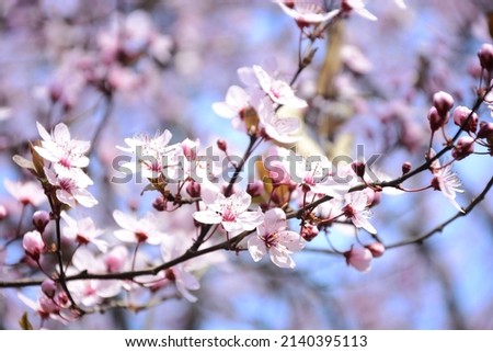 Blossom tree over nature background.Spring flowers Background