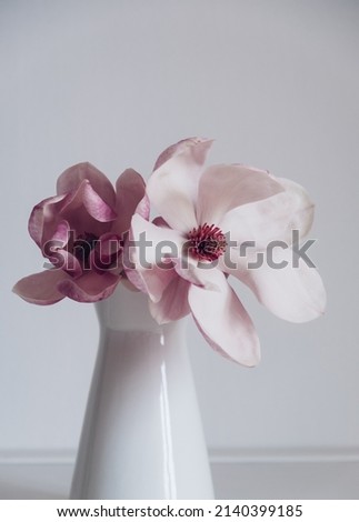 Beautiful fresh pastel pink magnolia flower in full bloom in vase against white background. Spring still life.