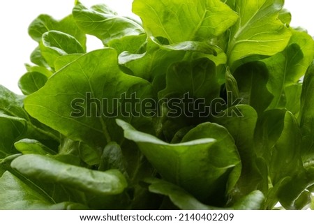 GOIANIA GOIAS BRAZIL - MARCH 29 2022: Close up on some fresh green lettuce leaves with a white background.