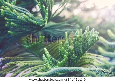Norfolk Island pine(Araucaria heterophylla) green leaves

 background.