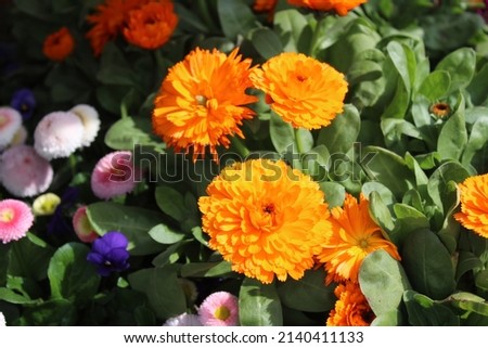 blossoming marigold in the garden