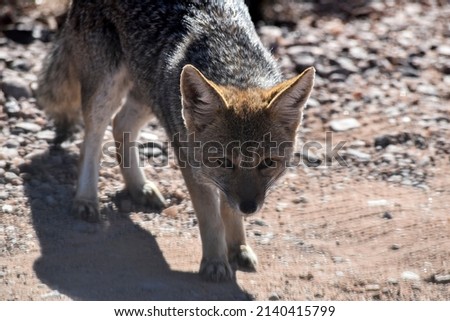 Little wild fox in San Luis, Argentina Royalty-Free Stock Photo #2140415799