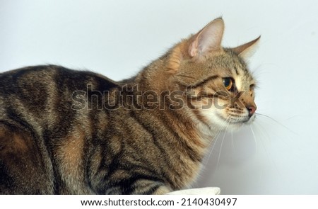 tabby european shorthair cat on a light background