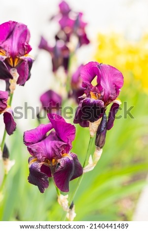 Violet blooming iris flowers closeup on green garden background. Sunny day. Lot of irises. Large cultivated flowerd of bearded iris (Iris germanica). Blue and violet iris flowers are growing Royalty-Free Stock Photo #2140441489
