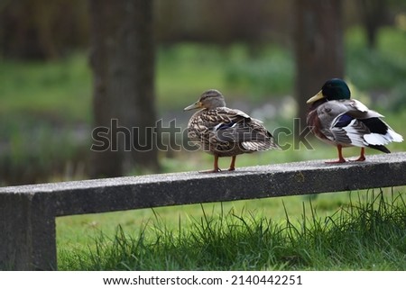A beautiful pair of ducklings stands next to each other and enjoys a beautiful weather. Two ducklings stand parallel to each other and dry off under the sun.