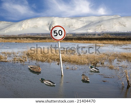 Wild ducks on a flooded road. Speed limit