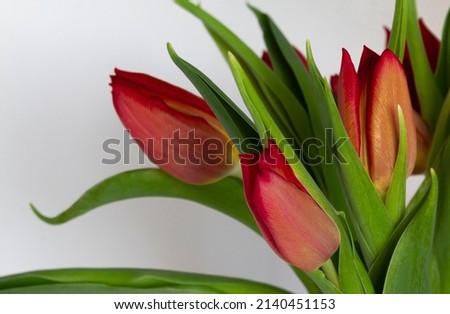 red tulips on white background copy space, greeting card, postcard, banner, cover, mockup, for your design horizontal