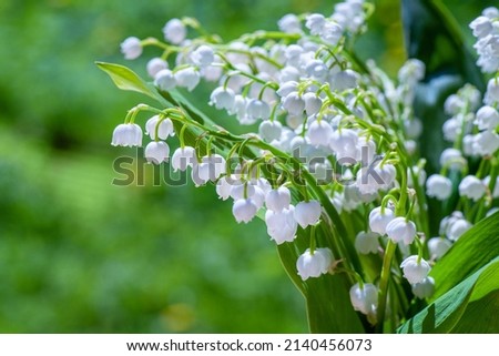 Lily of valley. Flowering of lily of valley in spring in forest against background of green forest close-up, horizontal photo. Royalty-Free Stock Photo #2140456073