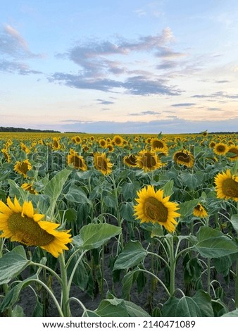 Field with blooming yellow sunflowers in Ukraine