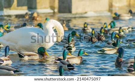 Large amounts of wintering ducks and swans in city. A lot of ducks and pair of swans on the winter river. Winter cityscape. Nature background. Royalty-Free Stock Photo #2140475097