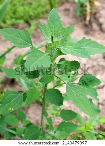 In nature, the field grows a fat hen (Chenopodium album) Royalty-Free Stock Photo #2140479097