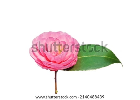 macro closeup of a beautiful soft pink Camellia Camelia flower with leaves isolated on white, one of the first plants to bloom in the garden         