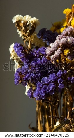 Dried flowers, different color on a gray background