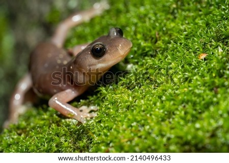 An arboreal salamander in its native habitat in Southern California. 