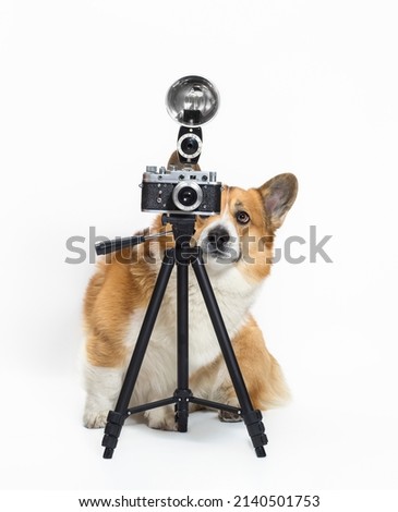 cute photographer dog corgi standing on a white background in the studio and looking into a retro camera on a tripod