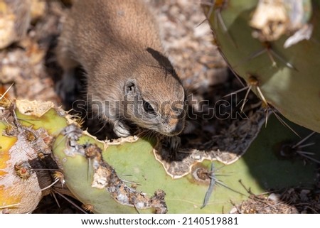 Round tailed ground squirrel, Xerospermophilus tereticaudus, with prickly pear cactus in the Sonoran Desert in the American Southwest. An adorable rodent found in Tucson, Arizona, USA.
