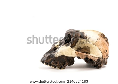 skull of prehistoric man, Skull of hominids or australopithecus isolated on white background with space for text Royalty-Free Stock Photo #2140524183