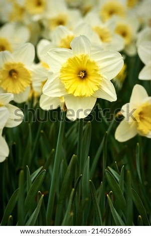 beautiful yellow daffodils in the light of the spring sun