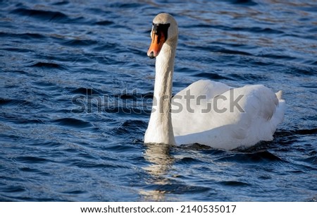 Swan on the lake before sunset. Clear weather, no people, one bird, beginning of the spring. No sky