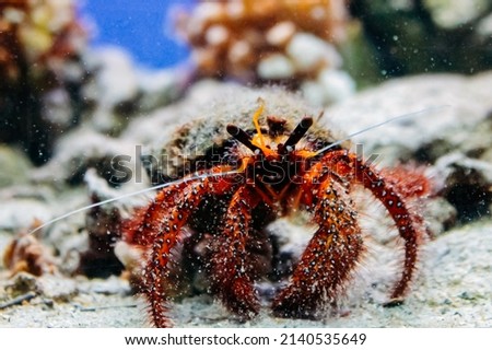 The underwater world of New Caledonia. Red hairy crab