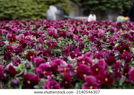 A lot of red-purple pansies are in bloom