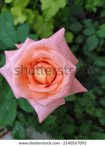 pink rose, close up picture, high quality.