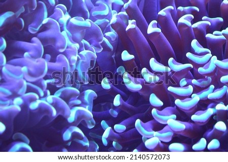 small ecosystem in reef tank Royalty-Free Stock Photo #2140572073