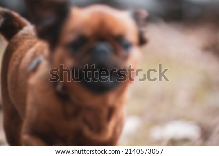 Funny blurry small dog picture. Brown adorable doggy with blurred face running towards the camera. No selective focus, defocused background.