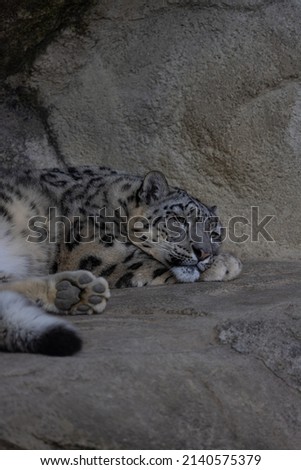 A snow leopard sleeps before hunting for food again. This beautiful cat is mostly found in Asia such as Russia, China or Mongolia.